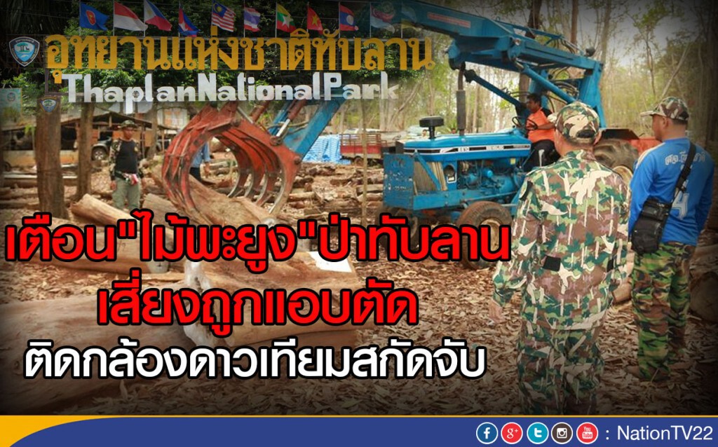 เตือน"พะยูง"ป่าทับลาน
 เสี่ยงถูกแอบตัด
ติดกล้องดาวเทียมสกัดจับ