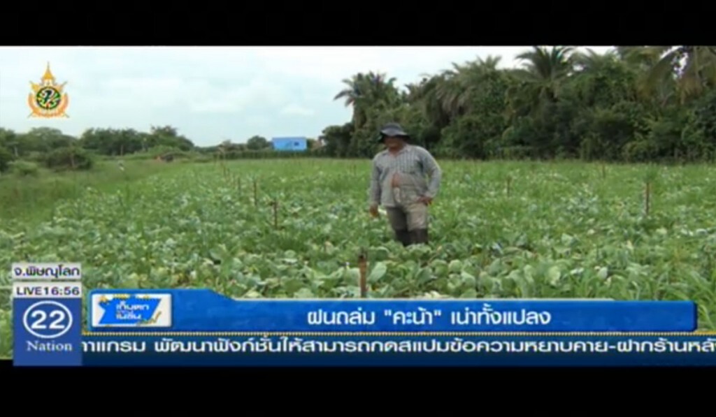 ฝนถล่ม "คะน้า" เน่าทั้งแปลง ฝนถล่ม "คะน้า" เน่าทั้งแปลง