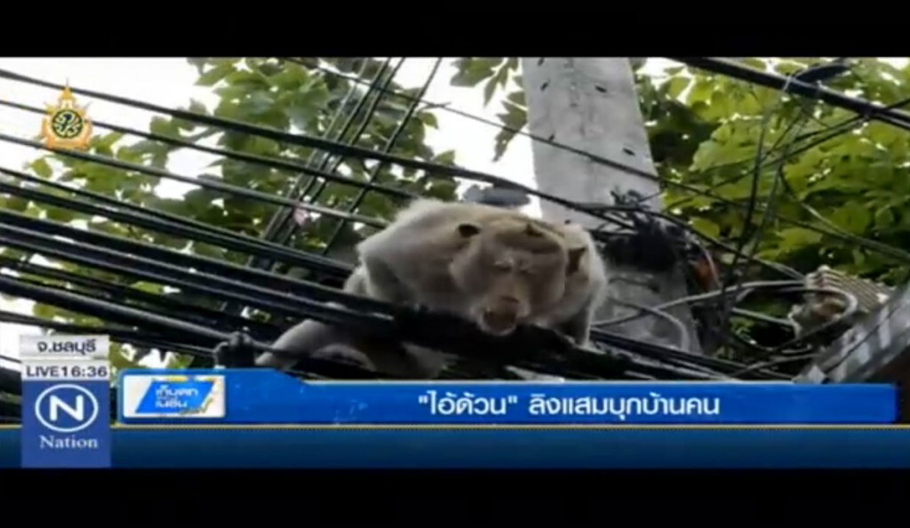"ไอ้ด้วน" ลิงแสมบุกบ้านคน "ไอ้ด้วน" ลิงแสมบุกบ้านคน