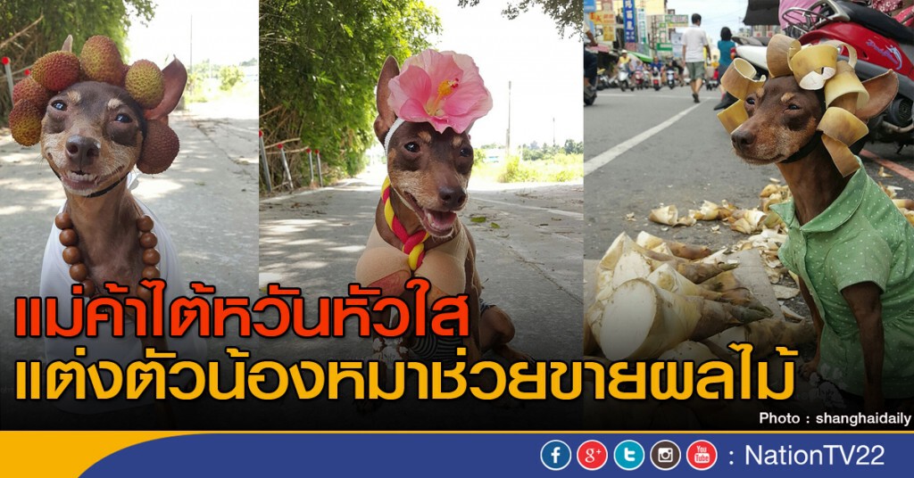 แม่ค้าไต้หวันแต่งตัวสุนัขช่วยขายผลไม้ แม่ค้าไต้หวันแต่งตัวสุนัขช่วยขายผลไม้