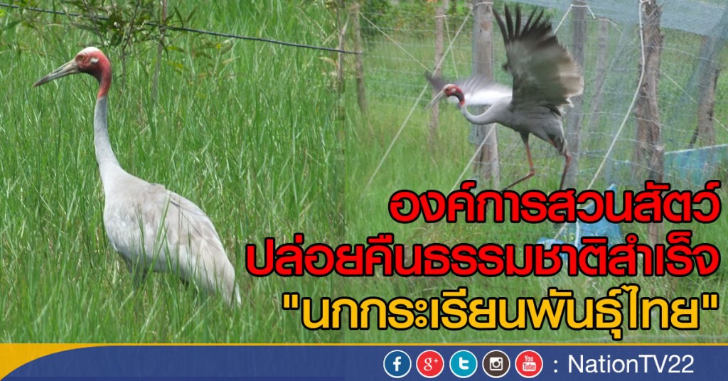 ปล่อย "นกกระเรียนพันธุ์ไทย" คืนป่าสำเร็จ ปล่อย "นกกระเรียนพันธุ์ไทย" คืนป่าสำเร็จ