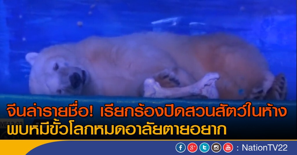 ล่ารายชื่อ ช่วย หมีขั้วโลกในจีน ล่ารายชื่อ ช่วย หมีขั้วโลกในจีน
