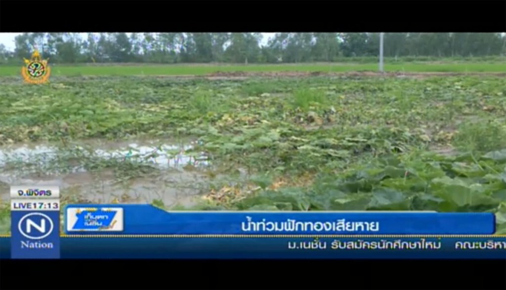 น้ำท่วมฟักทองเสียหาย น้ำท่วมฟักทองเสียหาย