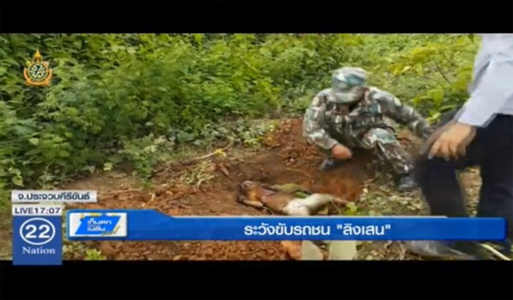 ระวังขับรถชน "ลิงเสน" ระวังขับรถชน "ลิงเสน"