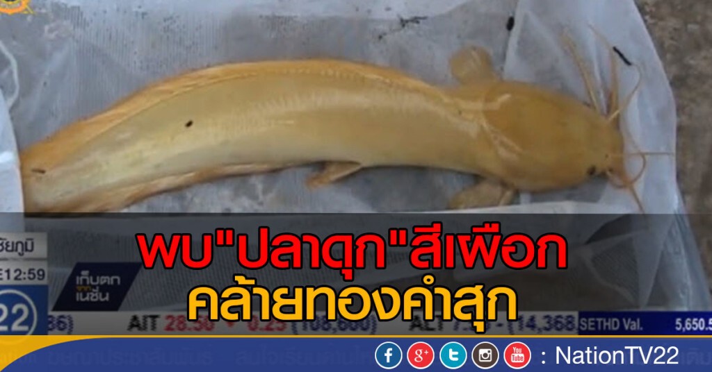 ฮือฮา พบ "ปลาดุก" สีคล้ายทองคำสุก ฮือฮา พบ "ปลาดุก" สีคล้ายทองคำสุก