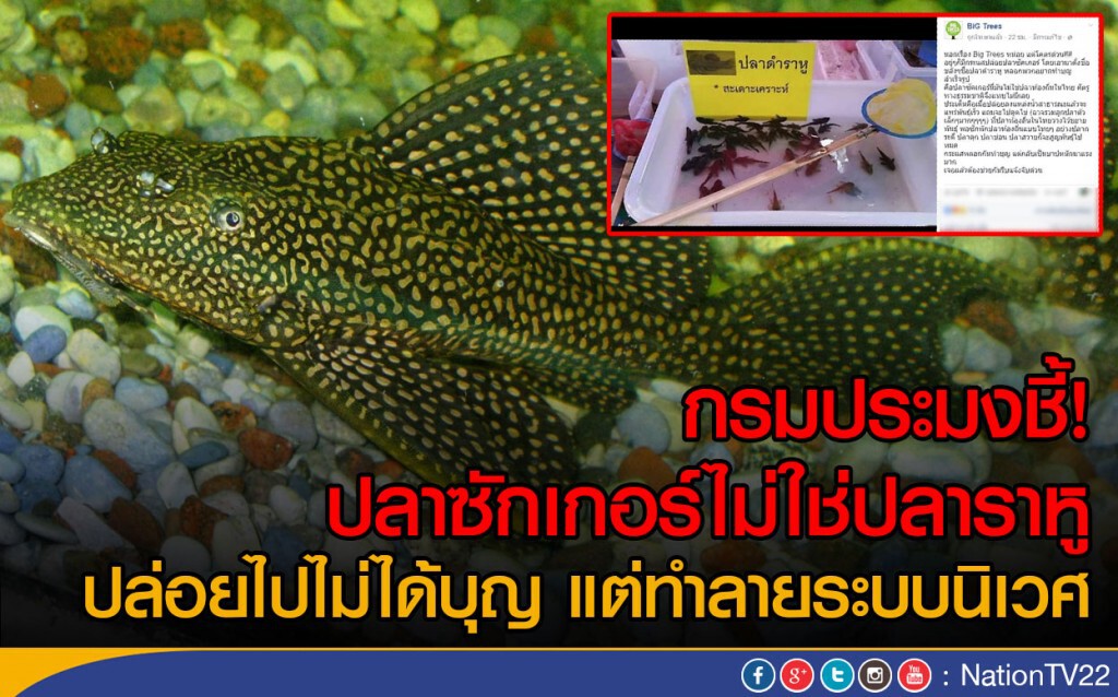 กรมประมงชี้ปลาซักเกอร์ไม่ใช่ปลาราหู ปล่อยไปไม่ได้บุญ แต่ทำลายระบบนิเวศ กรมประมงชี้ปลาซักเกอร์ไม่ใช่ปลาราหู ปล่อยไปไม่ได้บุญ แต่ทำลายระบบนิเวศ
