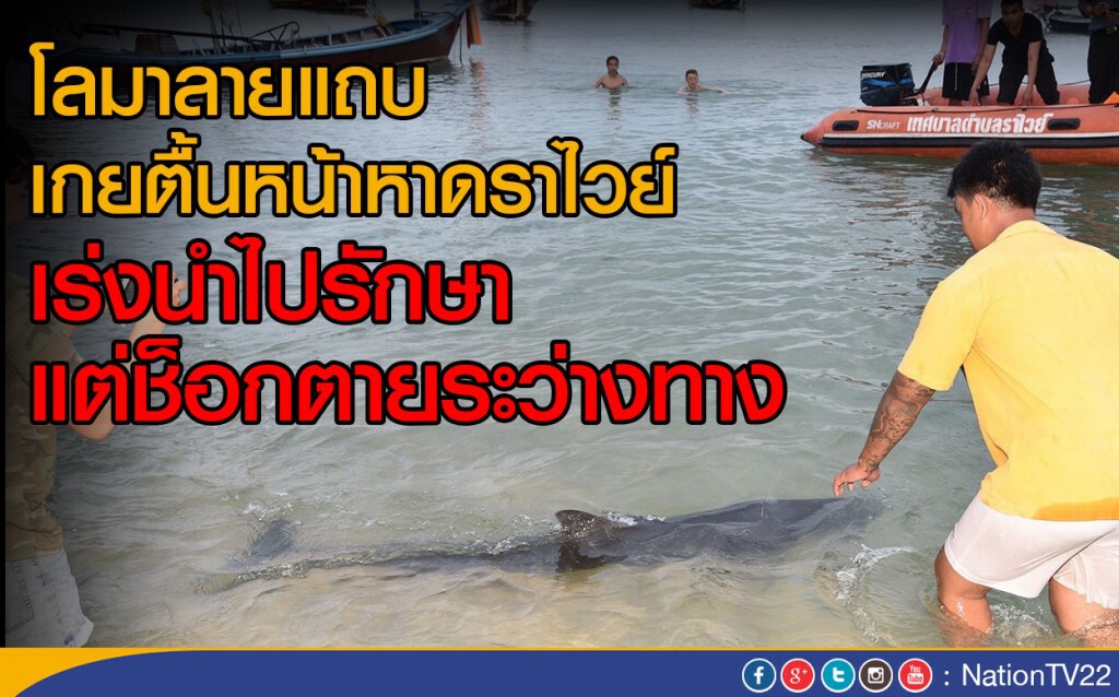 โลมาลายแถบอ่อนแรงเกยตื้นหาดราไวย์ โลมาลายแถบอ่อนแรงเกยตื้นหาดราไวย์