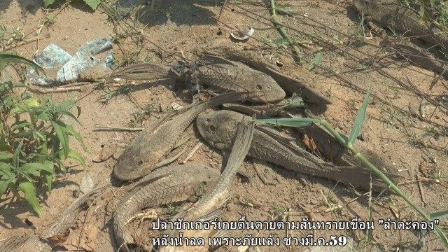 ดร.ธรณ์ เตือนหยุดปล่อยปลาซักเกอร์ ลงแหล่งน้ำเอาบุญ