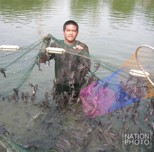 ปลา"ซักเกอร์" บาปในมือ"นักบุญ"