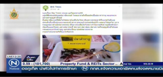 กรมประมงชี้ปลาซักเกอร์ไม่ใช่ปลาราหู  ปล่อยไปไม่ได้บุญ แต่ทำลายระบบนิเวศ