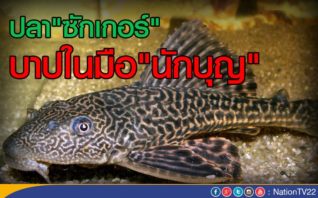 ปลา"ซักเกอร์" บาปในมือ"นักบุญ" ปลา"ซักเกอร์" บาปในมือ"นักบุญ"