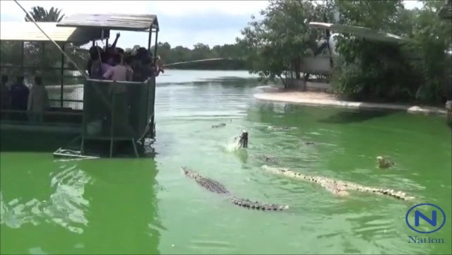 ลุยตรวจ"อาณาจักรช้างพัทยา"หลังแชร์ภาพว่อนเน็ต
ล่องแพให้อาหารจระเข้