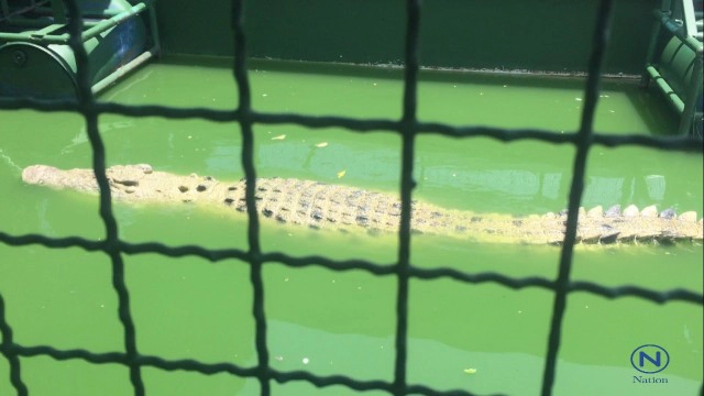 ลุยตรวจ"อาณาจักรช้างพัทยา"หลังแชร์ภาพว่อนเน็ต
ล่องแพให้อาหารจระเข้