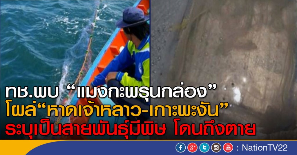 "ทช." พบแมงกะพรุนกล่องโผล่ "หาดเจ้าหลาว-เกาะพะงัน" "ทช." พบแมงกะพรุนกล่องโผล่ "หาดเจ้าหลาว-เกาะพะงัน"