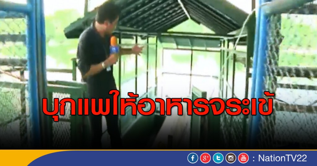 บุกแพให้อาหารจระเข้