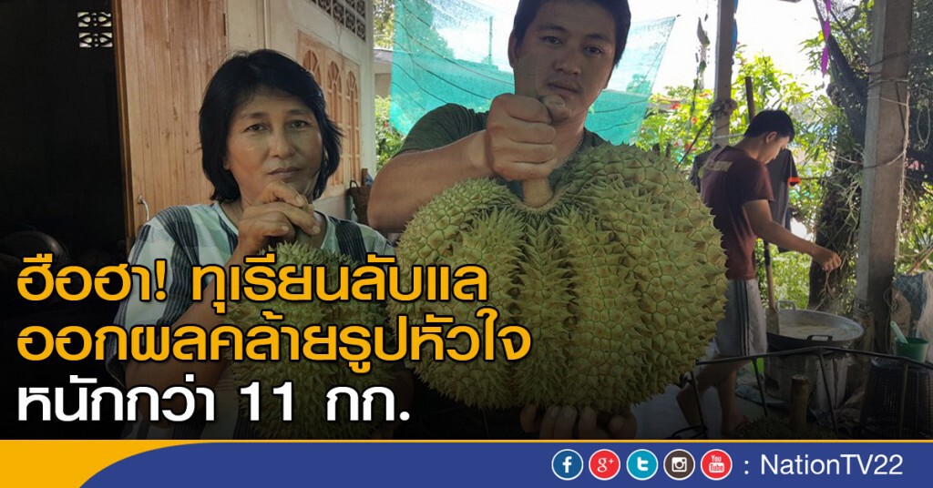 ฮือฮา ทุเรียนลับแลออกผลคล้ายรูปหัวใจ ฮือฮา ทุเรียนลับแลออกผลคล้ายรูปหัวใจ