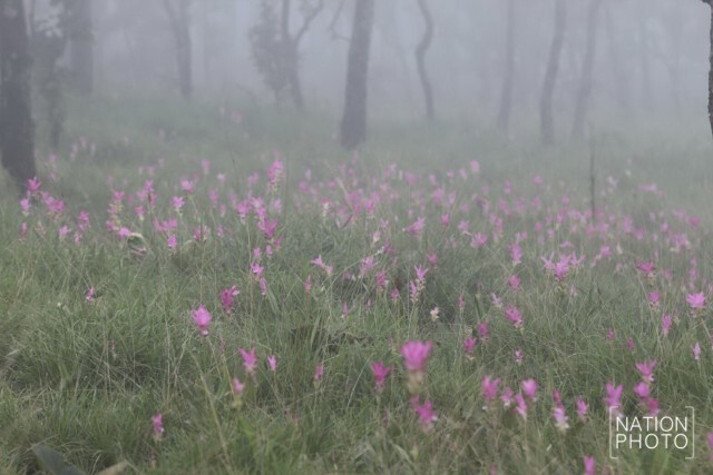 ความงดงามก่อนวันจริง
กิจกรรมปั่น Slow Life เมืองต้องห้ามพลาด...พลัส
ชมดอกกระเจียว หนึ่งเดียวในไทย
