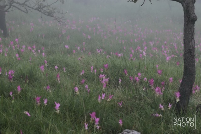 ความงดงามก่อนวันจริง
กิจกรรมปั่น Slow Life เมืองต้องห้ามพลาด...พลัส
ชมดอกกระเจียว หนึ่งเดียวในไทย