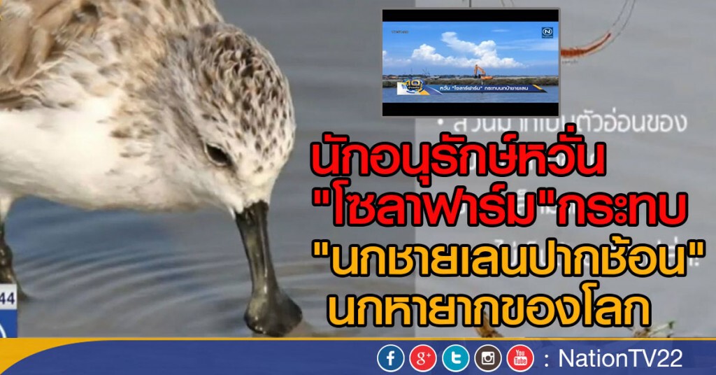หวั่น "โซลาร์ฟาร์ม" กระทบนกป่าชายเลน หวั่น "โซลาร์ฟาร์ม" กระทบนกป่าชายเลน