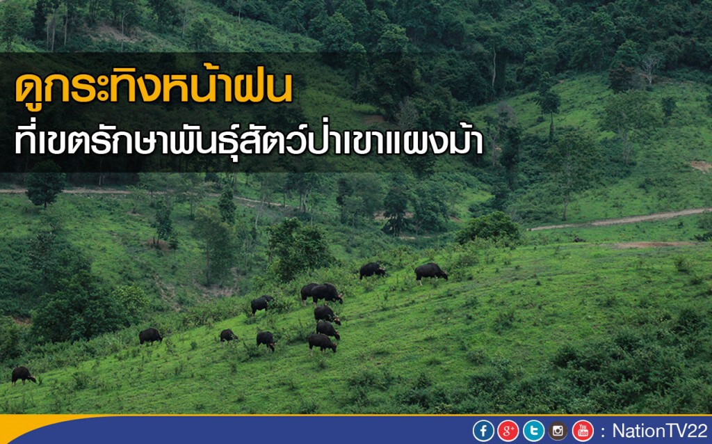 ดูกระทิงหน้าฝน ที่เขตรักษาพันธุ์สัตว์ป่าเขาแผงม้า