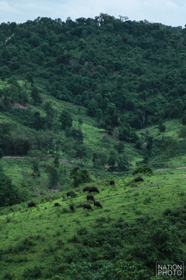 ดูกระทิงหน้าฝน ที่เขตรักษาพันธุ์สัตว์ป่าเขาแผงม้า