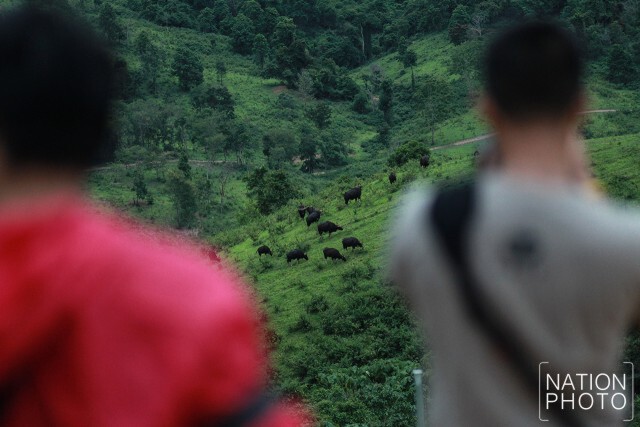 ดูกระทิงหน้าฝน ที่เขตรักษาพันธุ์สัตว์ป่าเขาแผงม้า