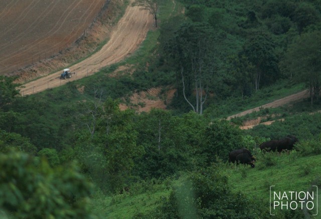 ดูกระทิงหน้าฝน ที่เขตรักษาพันธุ์สัตว์ป่าเขาแผงม้า