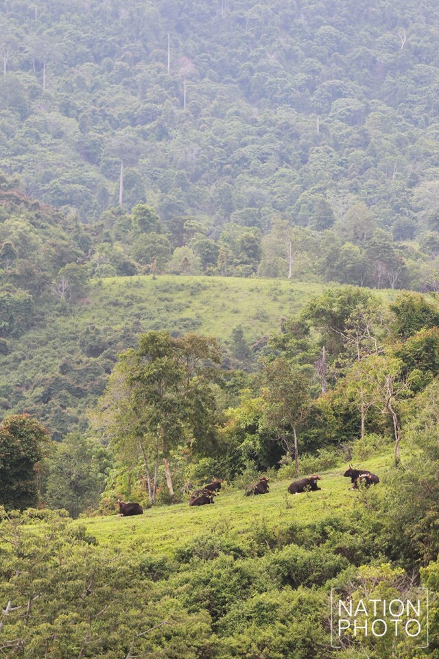 ดูกระทิงหน้าฝน ที่เขตรักษาพันธุ์สัตว์ป่าเขาแผงม้า