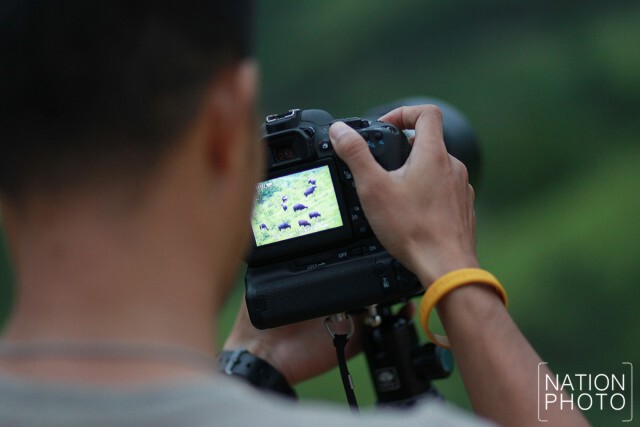 ดูกระทิงหน้าฝน ที่เขตรักษาพันธุ์สัตว์ป่าเขาแผงม้า