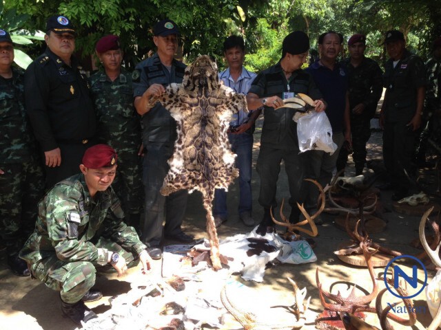 ทหาร-ตร. บุกจับยึดสัตว์ป่าคุ้มครอง
หลังได้รับเรื่องร้องเรียนสายด่วนความมั่นคง