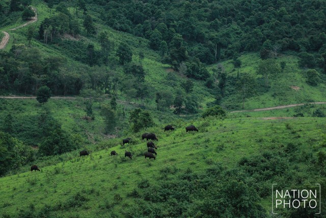 ดูกระทิงหน้าฝน ที่เขตรักษาพันธุ์สัตว์ป่าเขาแผงม้า