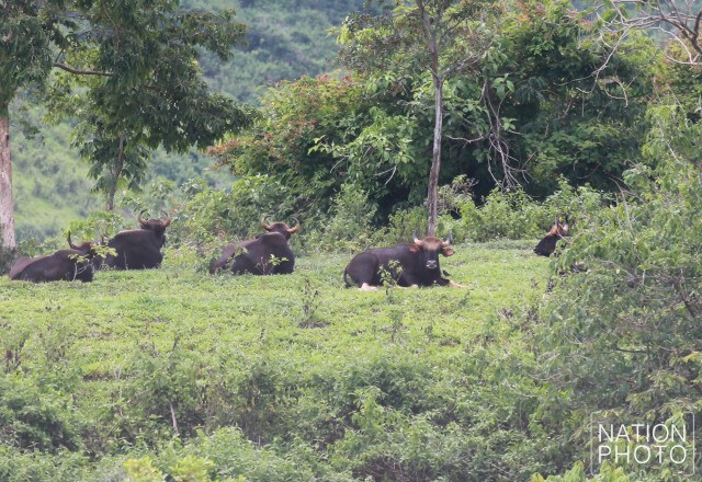 ดูกระทิงหน้าฝน ที่เขตรักษาพันธุ์สัตว์ป่าเขาแผงม้า