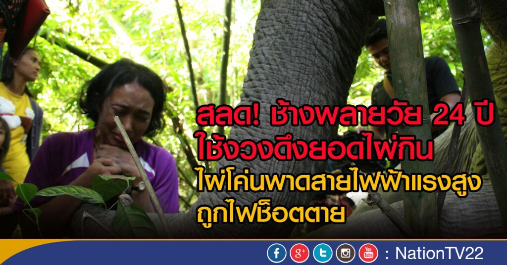 สลด! ช้างพลายวัย 24 ปีถูกไฟฟ้าช็อตตายขณะใช้งวงดึงยอดไผ่กิน