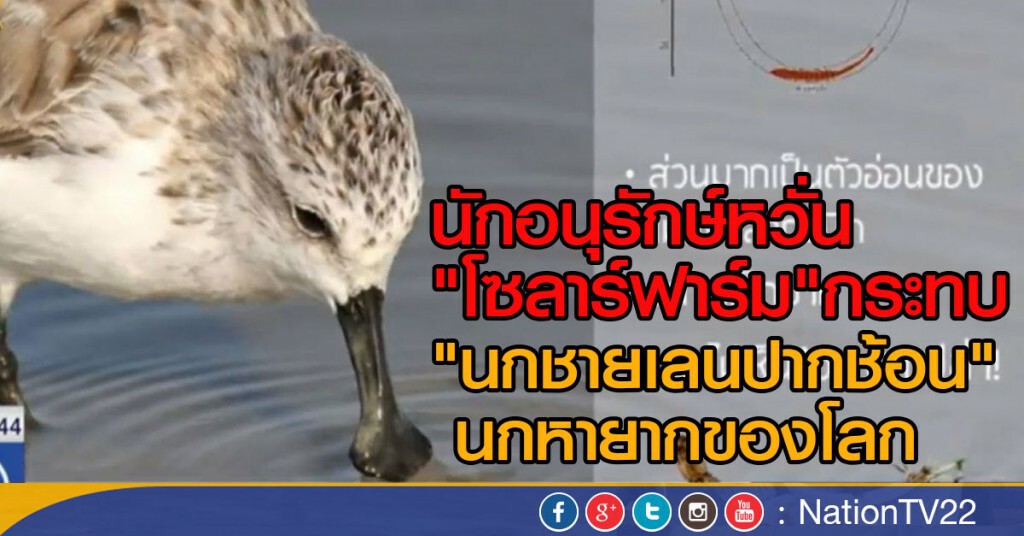 "โซลาร์ฟาร์ม" กระทบ นกหายากของโลก "โซลาร์ฟาร์ม" กระทบ นกหายากของโลก