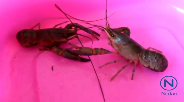 สามีภรรยาชัยภูมิ เลี้ยง"กุ้งก้ามแดง"ปลดหนี้เกือบล้าน
ภายใน 10 เดือน