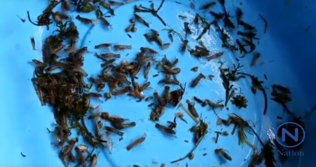 สามีภรรยาชัยภูมิ เลี้ยง"กุ้งก้ามแดง"ปลดหนี้เกือบล้าน
ภายใน 10 เดือน