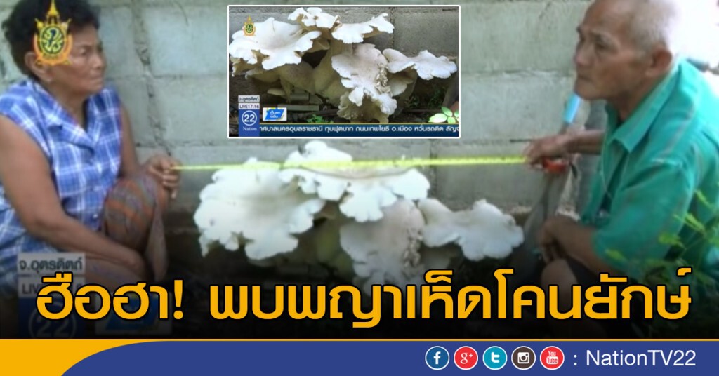 ฮือฮา "พญาเห็ดโคนยักษ์" ฮือฮา "พญาเห็ดโคนยักษ์"