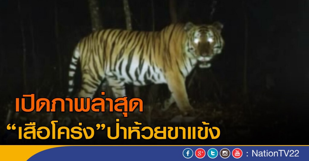 เปิดภาพ "เสือโคร่ง" ป่าห้วยขาแข้ง เปิดภาพ "เสือโคร่ง" ป่าห้วยขาแข้ง
