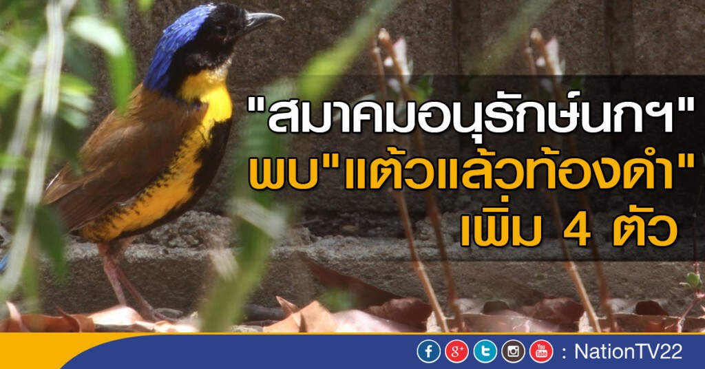 "สมาคมอนุรักษ์นกฯ" พบ "แต้วแล้วท้องดำ" เพิ่ม 4 ตัว "สมาคมอนุรักษ์นกฯ" พบ "แต้วแล้วท้องดำ" เพิ่ม 4 ตัว