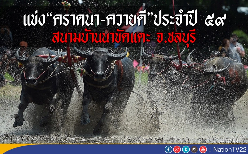 แข่งคราดนา-ควายดี ประจำปี ๕๙ จ.ชลบุรี แข่งคราดนา-ควายดี ประจำปี ๕๙ จ.ชลบุรี