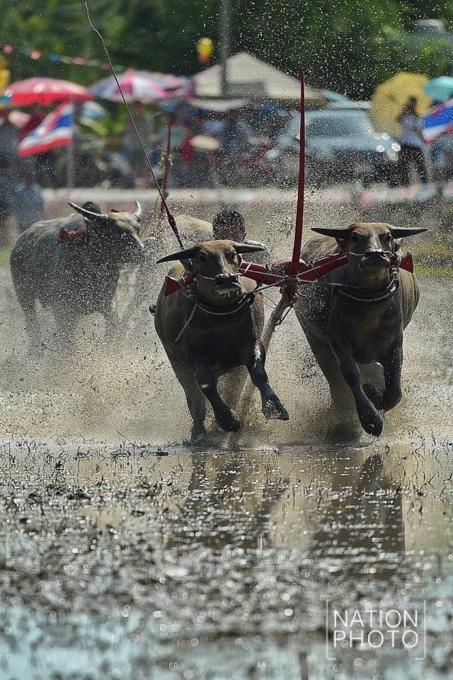แข่งคราดนา-ควายดี ประจำปี ๕๙ จ.ชลบุรี