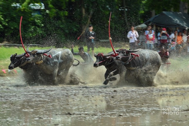 แข่งคราดนา-ควายดี ประจำปี ๕๙ จ.ชลบุรี
