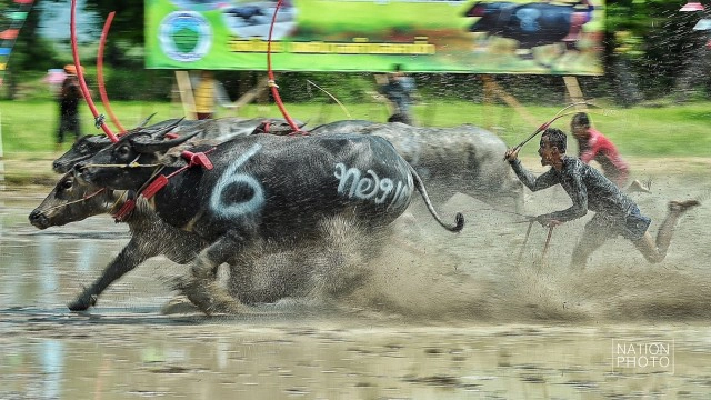 แข่งคราดนา-ควายดี ประจำปี ๕๙ จ.ชลบุรี