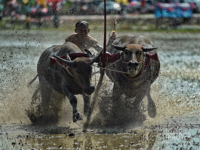 แข่งคราดนา-ควายดี ประจำปี ๕๙ จ.ชลบุรี