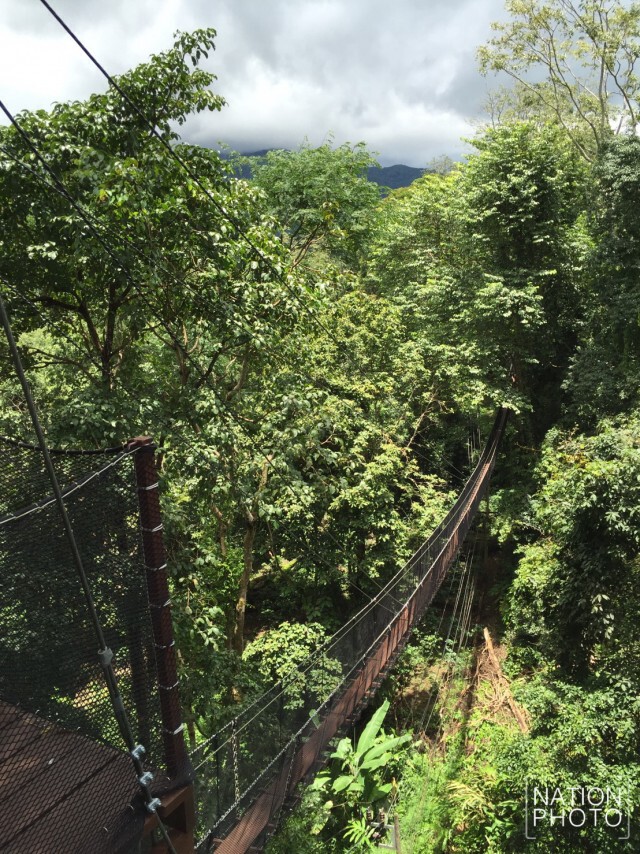 เปิดแล้ว! "tree top work" เดินชมดอยตุงบนยอดไม้