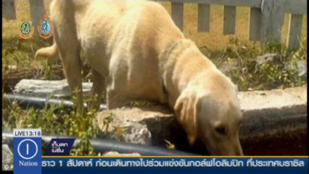ฮีโร่พันธุ์ใหม่ ฮีโร่พันธุ์ใหม่