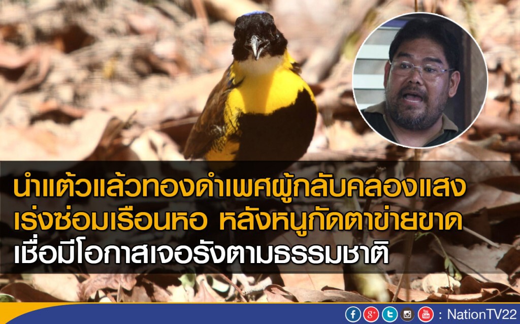 นำแต้วแล้วทองดำเพศผู้กลับคลองแสง
เร่งซ่อมเรือนหอ หลังหนูกัดตาข่ายขาด