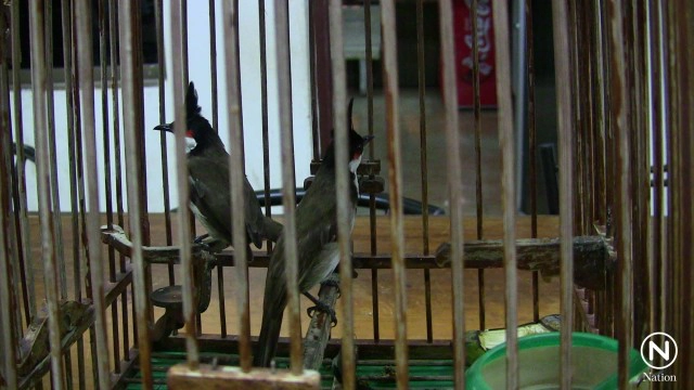 รวบได้คาหนังคาเขา สองโจรขโมยนกปรอดหัวโขนหรือนกกรงหัวจุก 2 ตัว ราคาหลักหมื่น