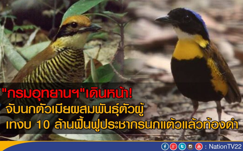 "กรมอุทยานฯ"เดินหน้า! จับนกตัวเมียผสมพันธุ์ตัวผู้
  เทงบ 10 ล้านฟื้นฟูประชากรนกแต้วแล้วท้องดำ