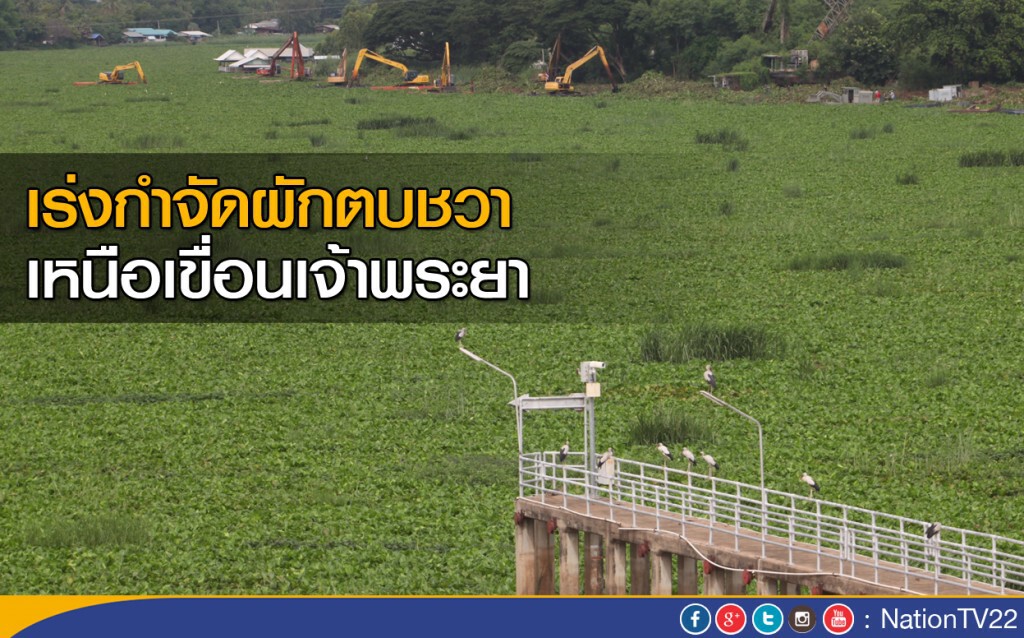 เร่งกำจัดผักตบชวา เหนือเขื่อนเจ้าพระยา เร่งกำจัดผักตบชวา เหนือเขื่อนเจ้าพระยา